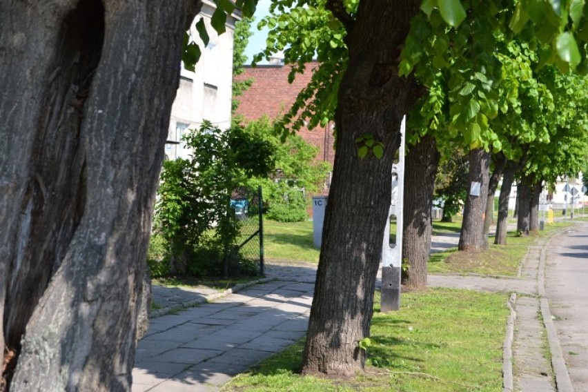 Nowy Dwór Gd. Wycinka drzew przy ul. Dąbrowskiego