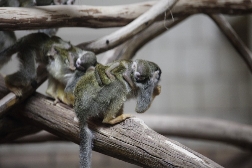 W zoo w Opolu urodził się kolejne małpki