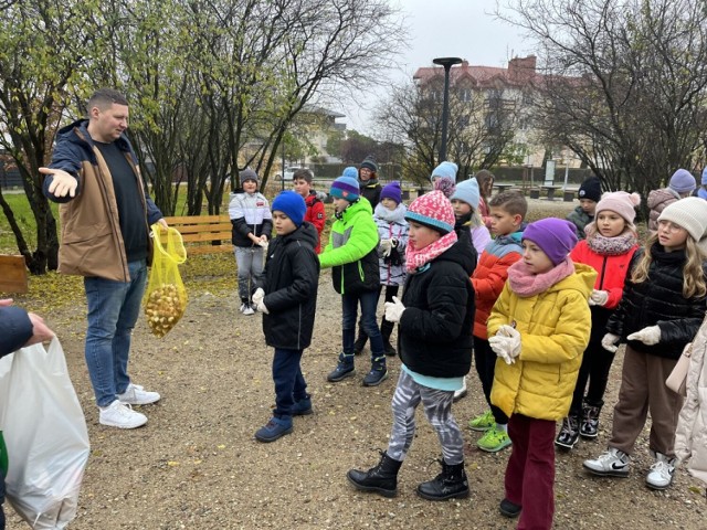 Uczniowie toruńskich szkół podstawowych zasadzili cebulki, które są prezentem od holenderskiego miasta Leiden. Tulipany podarowane przez miasto partnerskie posadzono m.in. przy al. Jana Pawła II czy parku kieszonkowym "Zacisze Holandii".