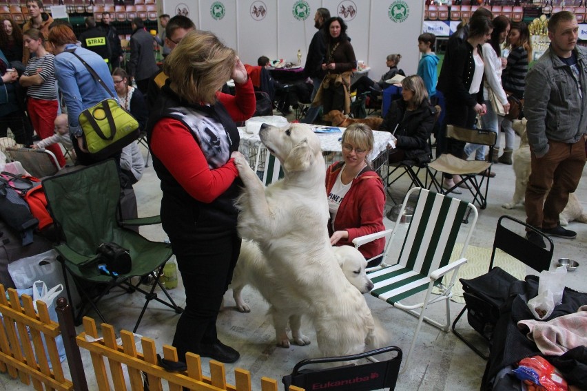Wystawa psów rasowych w Katowicach 2015: Sobota [ZDJĘCIA+WIDEO]