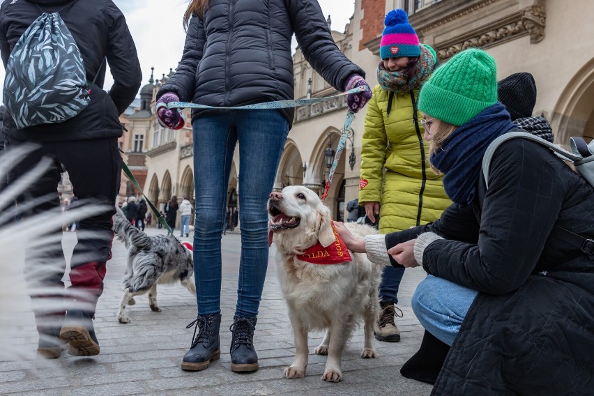 31. Finał WOŚP w Krakowie. Nie tylko ludzie zbierali do puszek. Na Rynku Głównym można było spotkać również golden retrievery