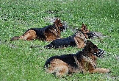 Policja w Siemianowicach sprzeciwia się znęcaniu nad zwierzętami.