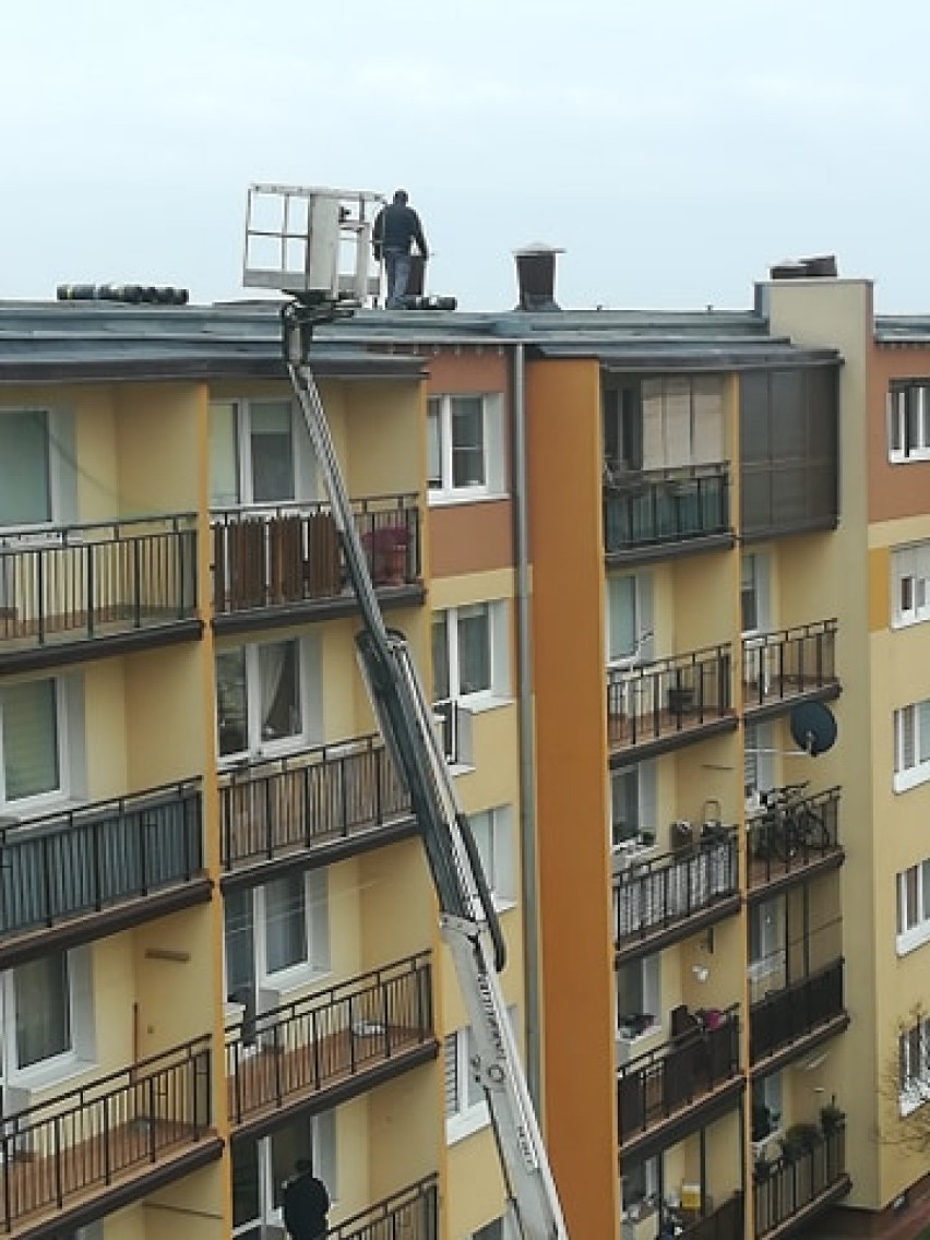 Kotka przetrzymywana na balkonie w Piotrkowie