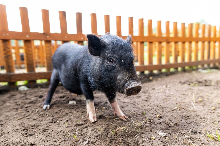 Farma Wuja Toma przyciąga tłumy na Bielany