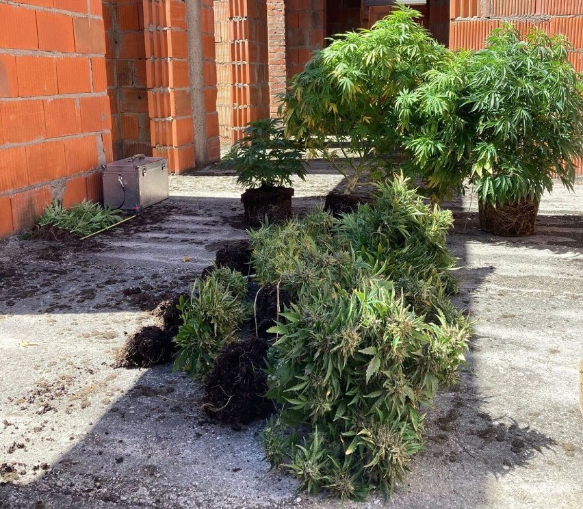 Plantacja marihuany w powiecie grodziskim zlikwidowana przez policjantów 