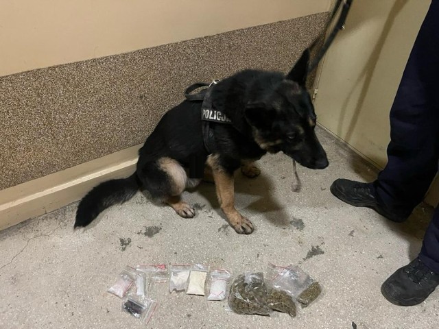 W piwnicy użytkowanej przez 34-letniego mężczyznę, policjanci znaleźli narkotyki. Pomógł je wyszukać policyjny pies, specjalnie do tego szkolony.