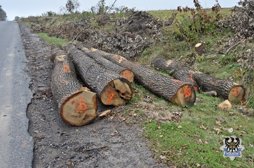 Wałbrzych: 60-latek „zajął się" wyciętymi drzewami