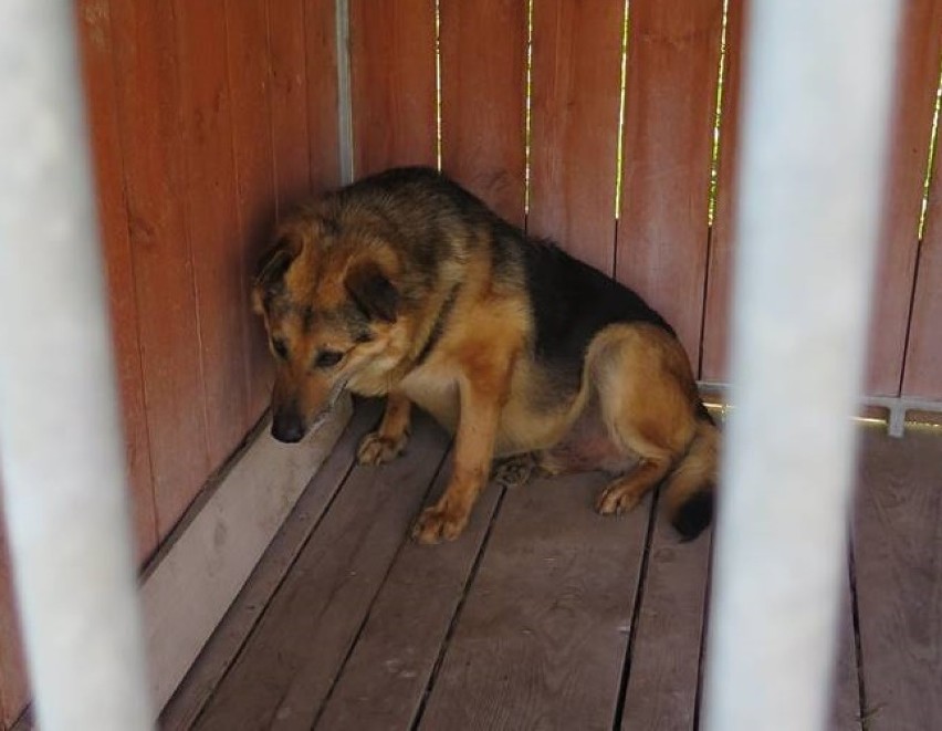Miejskie Schronisko dla Bezdomnych Zwierząt we Wróblinie Głogowskim przyjęło psy zabrane ze schroniska w Radysach. Zwierzęta są do adopcji