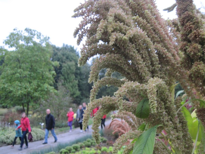 Spacer po Ogrodzie Botanicznym w Lublinie. Te rośliny można jeść? 