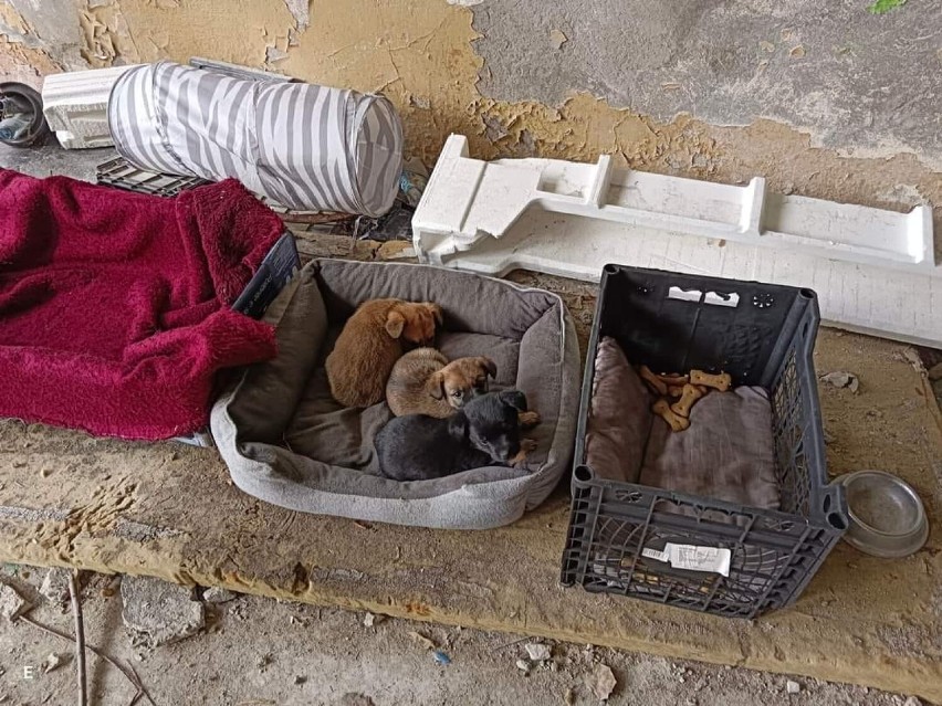 Cztery szczeniaki porzucone na lotnisku w Pile. Kto mógł zrobić coś takiego? 