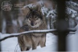 Roztoczański Park Narodowy: założyli wilkowi Kosemu obrożę z nadajnikiem. Drapieżnik dostarczy cennych informacji