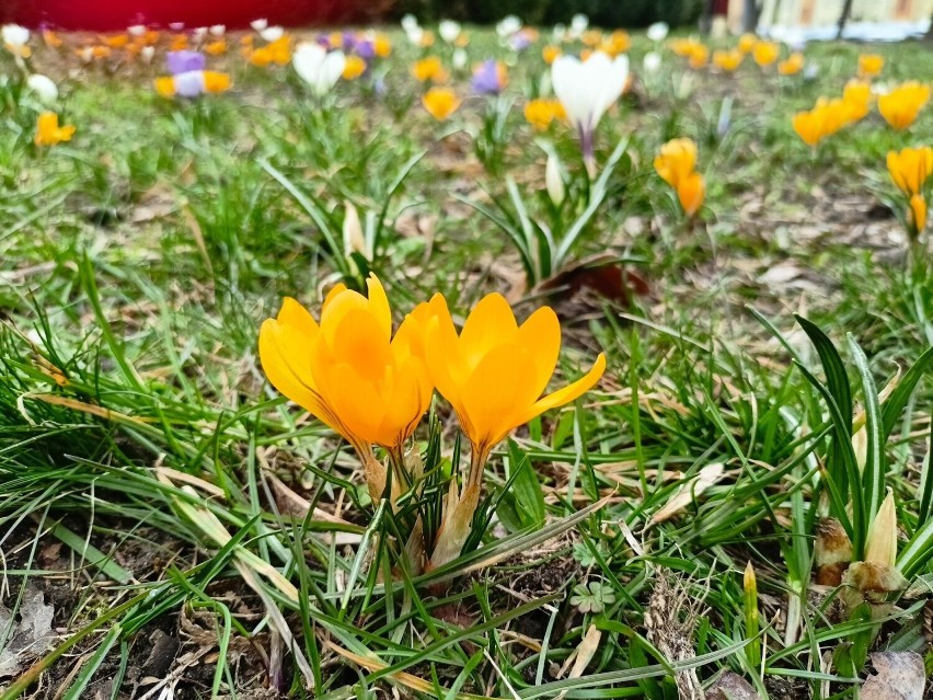 Kilka tysięcy krokusów przywita wiosnę w Skarżysku-Kamiennej. Zasadzono już cebulki kwiatów. Zobaczcie zdjęcia i wideo
