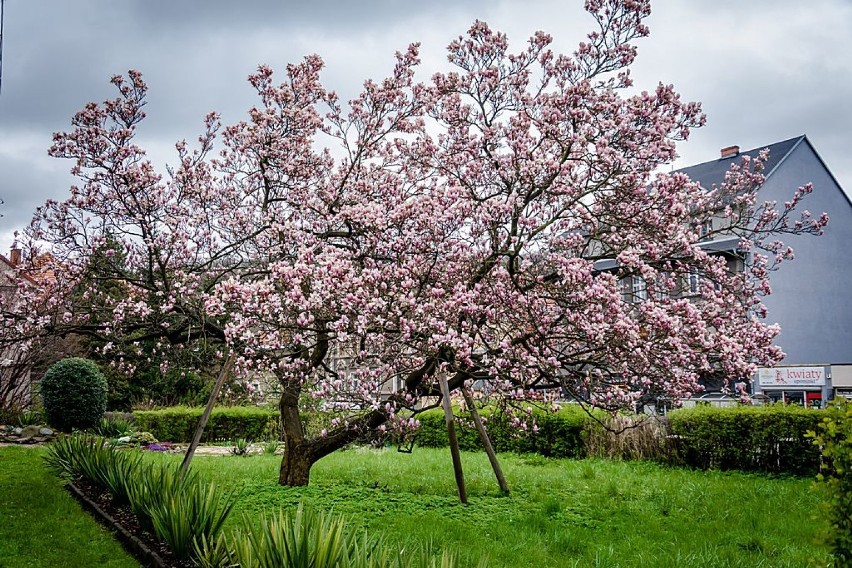 Wałbrzych: Zakwitła 200. letnia magnolia na Starym Zdroju
