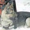 Psy-ratownicy potrafią wyczuć człowieka zasypanego dwumetrową warstwą śniegu&lt;p&gt;
Fot. Agnieszka ŚWIST