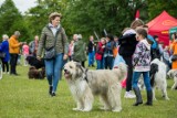 Na pikniku w bydgoskim Myślęcinku spotkali się dobrzy ludzie i dobre psy [zdjęcia]