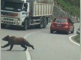 Niedźwiedzie na drodze do Szklarskiej Poręby? O filmik pytamy pracowników Karkonoskiego Parku Narodowego