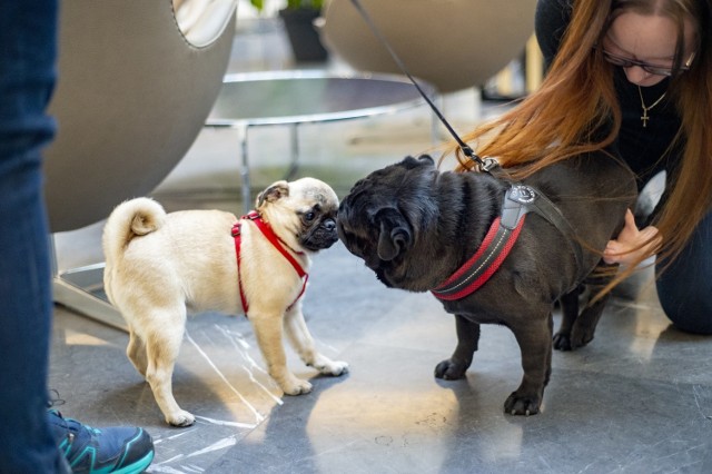 Właściciele mopsów postanowili urządzić walentynki specjalnie dla swoich psów. Miłość nie jedno ma imię i nie wybiera, dlatego pupile poznaniaków spotkały się w galerii Posnania.

Zobacz zdjęcia psich randek! --->