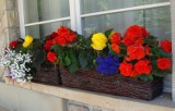 Kwiaty na balkon w cieniu. Te udadzą się nawet początkującym! Polecamy piękne rośliny, które są łatwe w uprawie i nie kapryszą