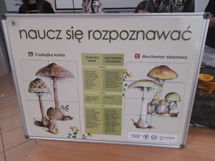 ZSP Sierakowice. Warsztaty edukacyjne "Czas na grzyby"