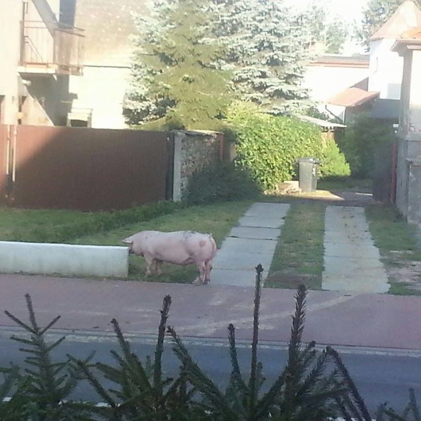 Poszukiwany właściciel świni