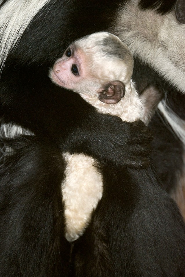 ZOO Kraków. Urodziły się nowe zwierzęta