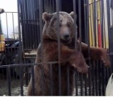 Bitwa o niedźwiedzia w Pawłowicach pod Pszczyną. Ekolodzy zabrali zwierzę z cyrku