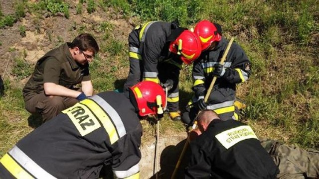 Strażacy uratowali borsuka