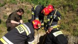 Strażacy z Morąga uratowali borsuka [ZDJĘCIA, FILM]