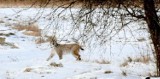 Nadleśnictwo Sobibór. Ryś nowym mieszkańcem lasów sobiborskich (ZDJĘCIA)