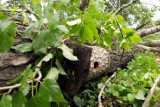 Park Ludowy: Wycinka drzew wypłoszyła ptaki i zabiła pisklęta
