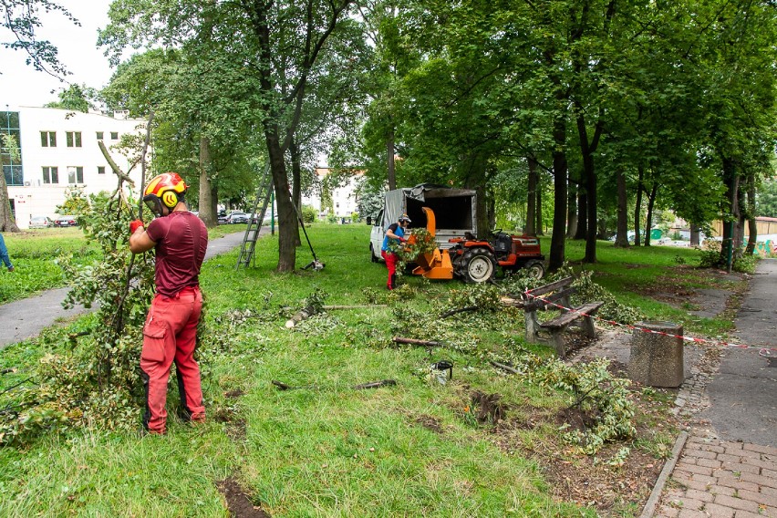 Najstarszy buk znika z Parku Miejskiego w Trzebnicy