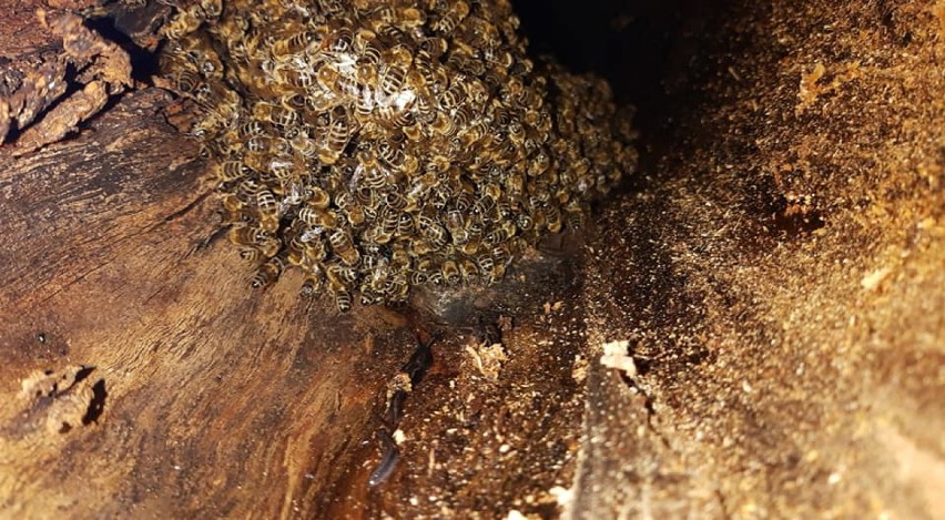 Powiat chodzieski: Rój pszczół może być niebezpieczny. Znów musiała interweniować straż [ZDJĘCIA]