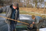 Co czwarty polski karp pochodzi z woj. śląskiego