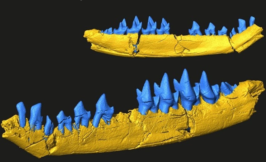 Druk 3D ułatwia pracę paleontologów