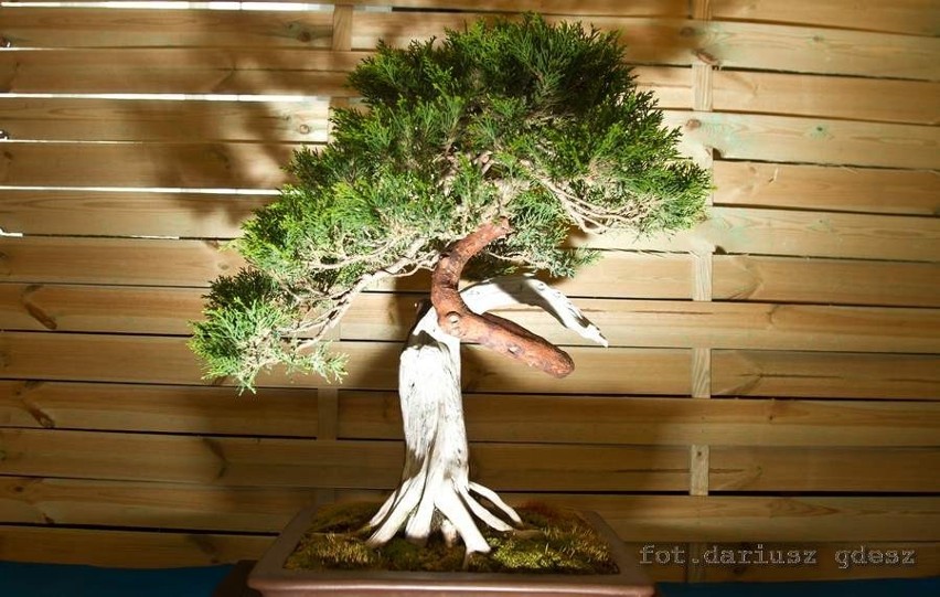 Wystawa bonsai zachwyca w Książu (Zdjęcia)