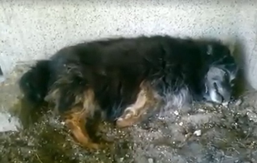 Pies konał pod balkonem właścicielki w centrum Twardogóry