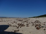 Nie wiadomo dlaczego na plaży w Krynicy Morskiej znalazła się cała masa martwych owadów
