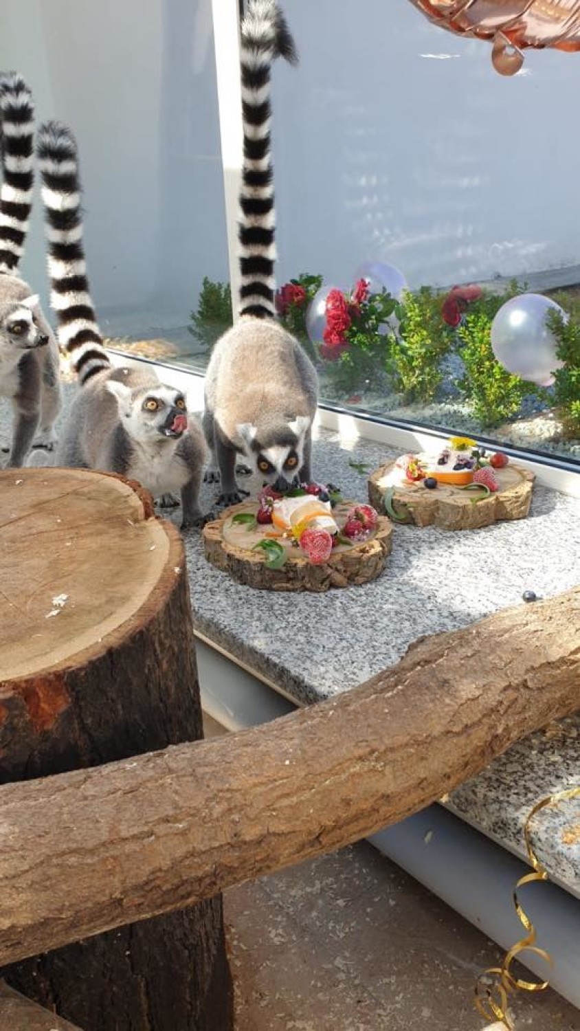 Lemury Olaf i Tytus z wałbrzyskiej Palmiarni świętowały drugie urodziny (ZDJĘCIA)