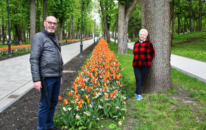 Aleja tulipanów w Parku Zdrojowym w Busku. 8 maja 2023.