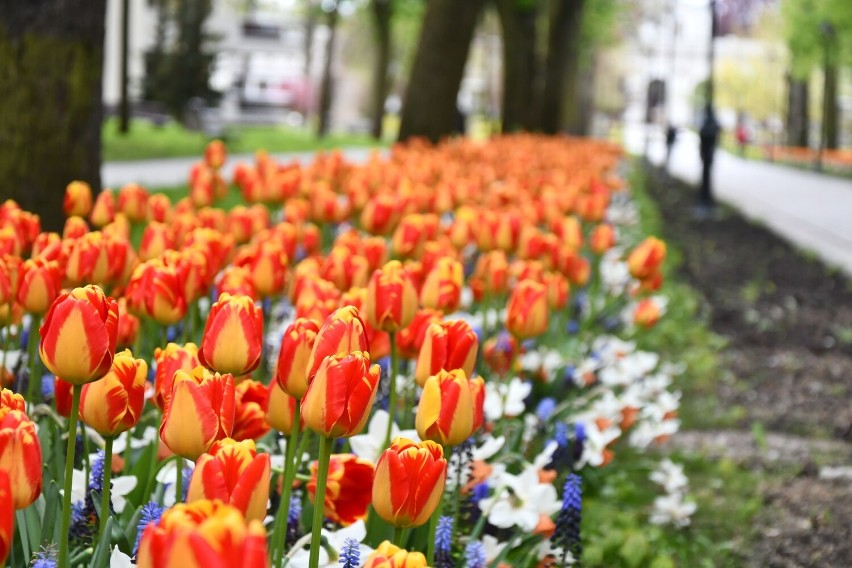 Aleja tulipanów w Parku Zdrojowym w Busku. 8 maja 2023.