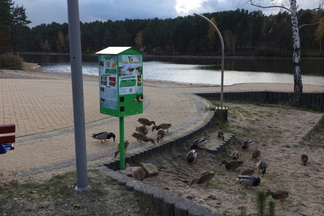 Kaczkomat na Rejowie w Skarżysku! To automat z karmą dla kaczek. Zobacz, jak działa>>>