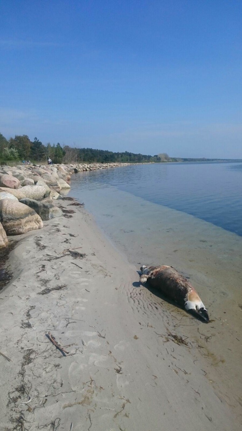 Martwa foka na plaży w Kuźnicy. Zatoka Pucka wyrzuciła na piasek ciało morskiego ssaka. Był chory?
