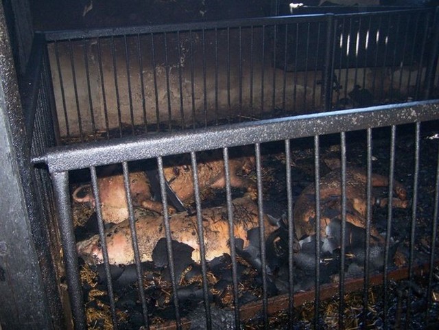 Wiele świń padło na skutek zaczadzenia