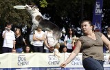 Dog Chow Disc Cup w Sopocie - zdjęcia z pierwszego dnia zawodów