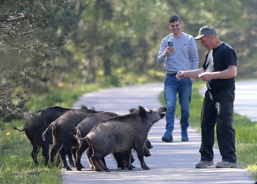 Dziki w Świnoujściu