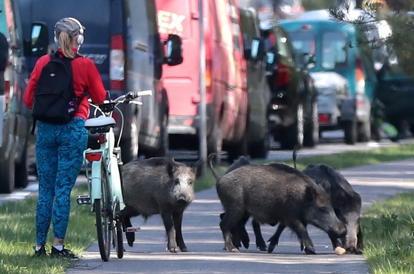 Dziki w Świnoujściu