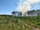 Kwidzyn. Leśnicy ostrzegają – w lasach jest sucho. Jeśli zobaczysz pożar dzwoń pod 112