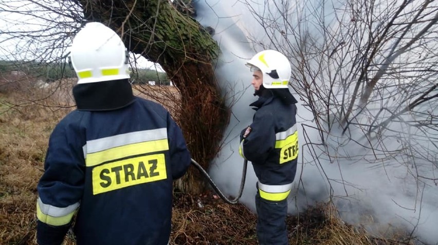 Oleśnica: Ochotnicy interweniowali przy palącym się drzewie (ZDJĘCIA) 