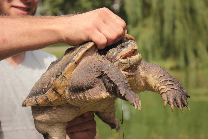 W Parku Traugutta w Kutnie polowali na niebezpiecznego żółwia jaszczurowatego [ZDJĘCIA]