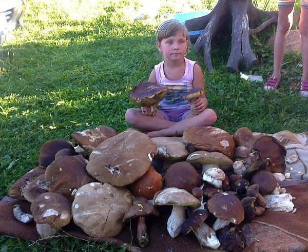 W Istebnej grzybobranie 2013 trwa w pełni. Przynoszą z lasu pełne kosze grzybów.